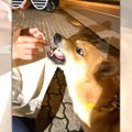 【爆笑】オスの性？…