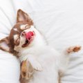 犬が寝ている時に見…
