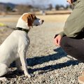 犬が『初めて会った…