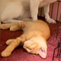 子猫に自分のお部屋…