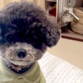 犬と『ハウスの練習…
