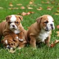 犬が季節性膁部脱毛…