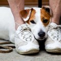気づいてあげて！犬…