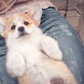 犬はお腹を撫でられ…