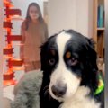 大型犬の背後に『マ…