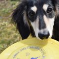 犬とフリスビーを楽…
