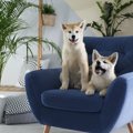 犬にも安心な『観葉…