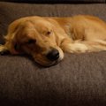 犬が落ち込んでしま…