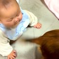 赤ちゃんが『犬のし…