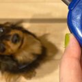ご飯の時、犬がよく…