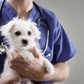 本当に毎年必要？犬…