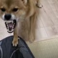 『超凶暴化』した柴…