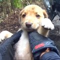 男性がバイクで林を…