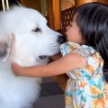 超大型犬が2歳の女の…