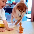 男の子が『犬を見て…