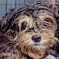 犬の多頭飼育崩壊で…
