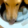 犬の『早食い防止用…