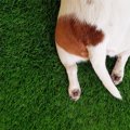 犬が『しっぽを下げ…