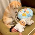 犬が赤ちゃんに『自…