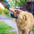 犬が行動療法を受け…