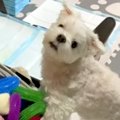 おもちゃを探しなが…