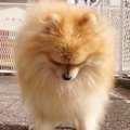 犬がうつむいている…