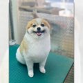 イッヌとアザラシの…