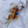 犬が予定外の大雪に…