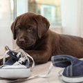 犬が家中のモノを噛…
