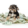 お金がかかる犬の特…