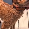 獣医師が諦めるほど…