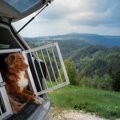 犬と車中泊は可能？…