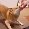 お散歩が嫌いな犬…も…