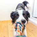 愛犬とお散歩に行け…