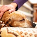 犬の聴覚の衰えと認…