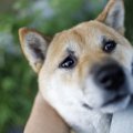 犬が『触ってほしい…