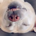 爆睡している大型犬…