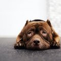 犬にとって『理想じ…