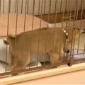 【話題】「ここほれ…