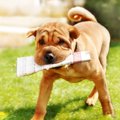 犬は自発的に人間を…