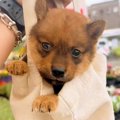 たった800グラムの子…