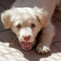 犬が唸るのはなぜ？…