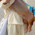 153センチの女性が『…