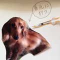 犬の糖尿病の症状・…