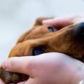 犬が飼い主に『許し…