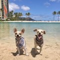 ガリガリの保護犬マ…