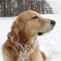犬にも保湿が重要！…