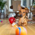 犬が『好きじゃない…