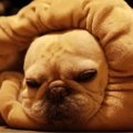 ロールクッションを…