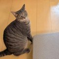 『にゃーん』と猫に…